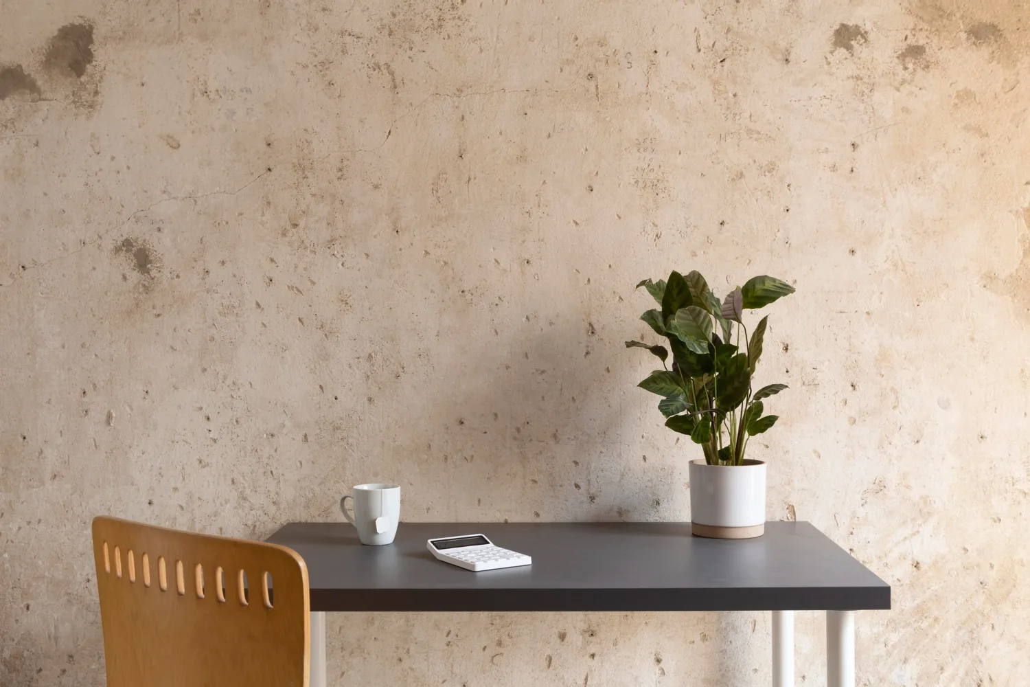 Un bureau à domicile lumineux avec plusieurs plantes vertes compactes posées sur une étagère et près d’un ordinateur portable